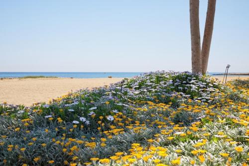 a field of flowers on the beach at Seaview Luxury Villa Jacuzzi & Pool! 2 Min Beach in Protaras