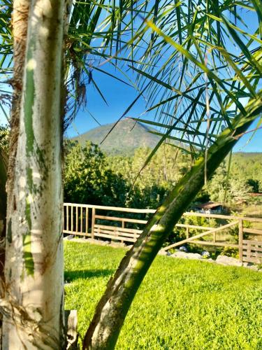 a palm tree with a mountain in the background at O Barraco Martins T1 in Mondim de Basto