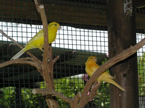 two yellow birds perched on top of a tree branch at Agriturismo Bocci in Castiglione della Pescaia
