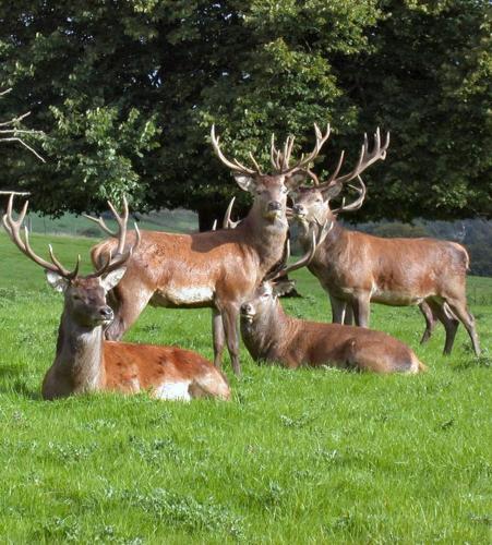 a group of deer sitting in the grass at 19th Green Guesthouse in Killarney