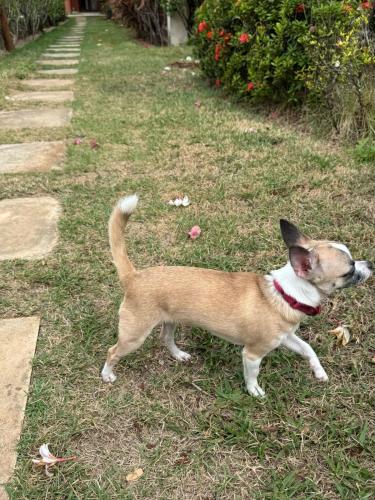 a dog standing in the grass in a yard at Apartamento A-11 Pipa Beleza Resort in Pipa