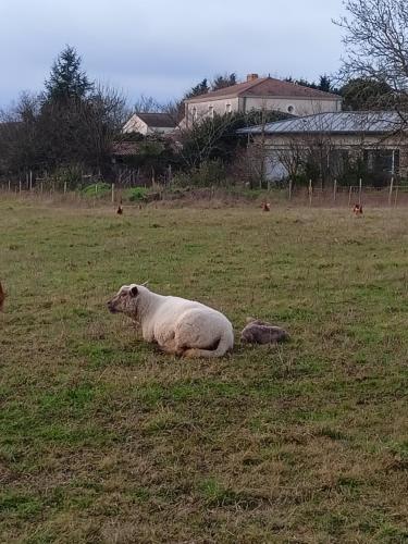 Άλλα ζώα σε αυτό το bed & breakfast ή στη γύρω περιοχή