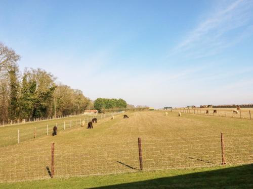 Gambar di galeri bagi Alpaca Lodge di Grantham