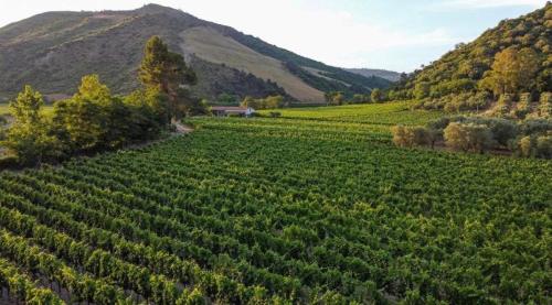 a large green field with mountains in the background at Il Vicoletto B&B in Cirò Marina
