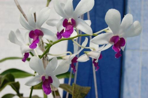 een groep witte en paarse bloemen voor een blauwe muur bij Orchid Villa in Negombo