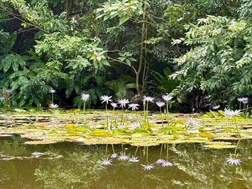 a lily pond with flowers in the middle at Mountain Retreat Scenic Getaway with BBQ in Mount Tamborine