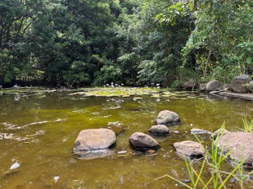 a river with rocks in the water with trees at Mountain Retreat Scenic Getaway with BBQ in Mount Tamborine
