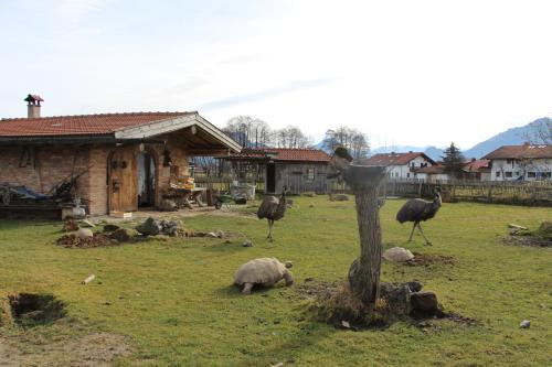 two ostriches and a sheep in a field next to a house at Erlebnislandgasthof Hotel Neiderhell in Kleinholzhausen