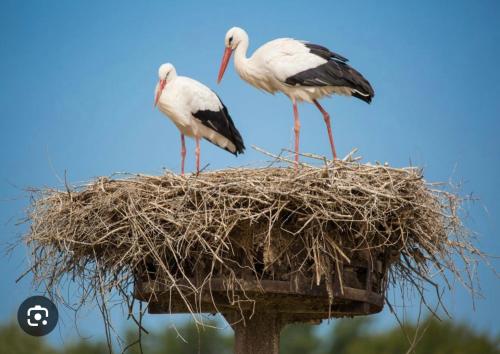 two birds standing on top of a nest at Gîte Bagatelle l'Ecrin du Ried PROCHE EUROPAPARK in Artolsheim