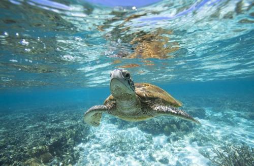 a green sea turtle swimming in the water at Tranquil Retreat at Caringbah South - Waterfront Ensuite King Room with Spectacular Views in Lilli Pilli