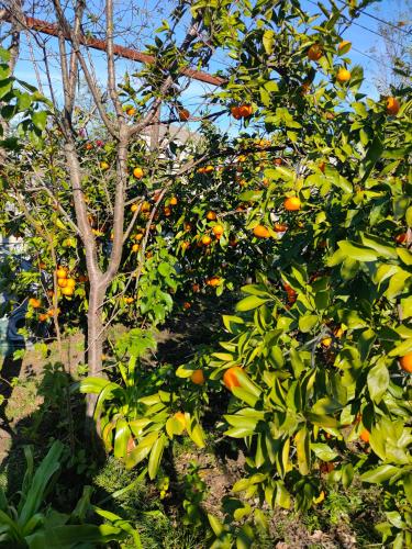 an orange tree with lots of oranges on it at NI- KE in Tskaltubo