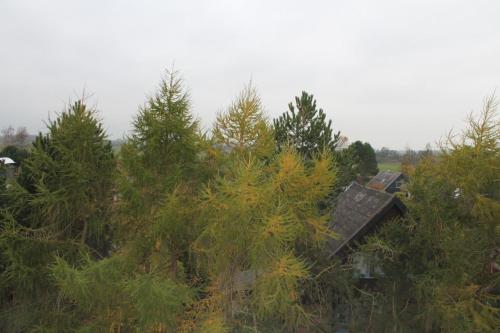 a group of trees in a field with a house at Ferienwohnung L354 für 2-5 Personen an der Ostsee in Schönberg in Holstein
