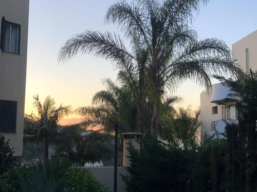 una palmera frente a un edificio con puesta de sol en Loft in Calheta Madeira, en Calheta