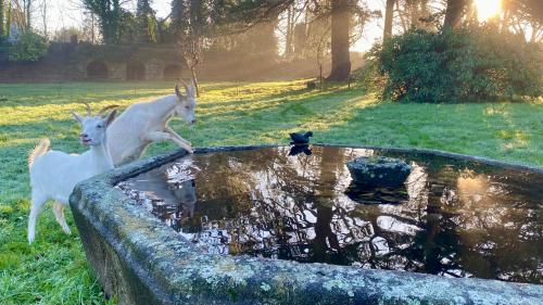 two animals standing around a pond with a bird in it at B&B Manoir de Keryvon in Saint-Derrien