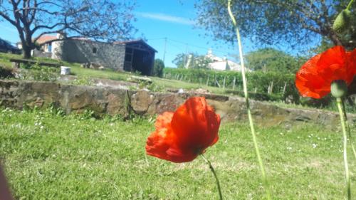two red flowers in a field of grass at Chambres d'hôtes La Frise in Corpe