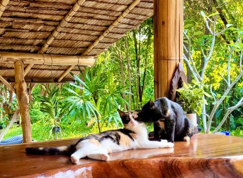 two cats laying on a table playing with each other at Secret Palm in Koh Phangan