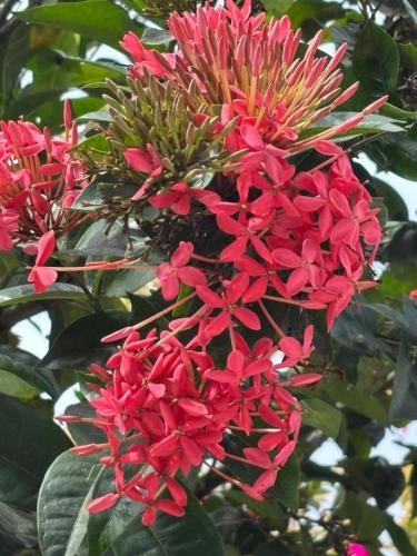 a bunch of red flowers on a tree at studio sympa in Port-Louis