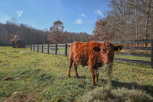 a brown cow standing in a field next to a fence at Couples Retreat - The HayLoft- Rustic Escape For 2 in Oakland