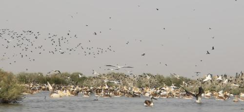 a large flock of birds flying over a body of water at Les jardins fleuris de lompoul sur mer in Tioukougne Peul