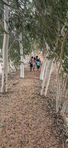 a group of people walking down a path lined with trees at Les jardins fleuris de lompoul sur mer in Tioukougne Peul