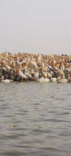a large group of birds sitting on the water at Les jardins fleuris de lompoul sur mer in Tioukougne Peul