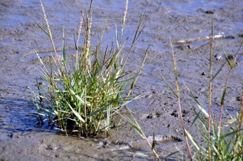 a patch of grass in the sand near the water at Strand Hotel Nordsee, Hotel Deichläufer in Butjadingen OT Tossens