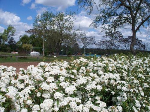 a field of white flowers in a park at Hotel La Posta del Dayman in Termas del Daymán