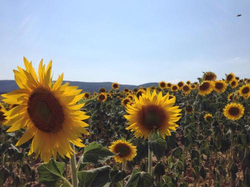 a field of sunflowers in a field at Borgo Rosia Holiday House in Rosia