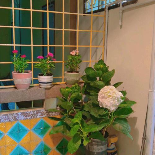 a group of potted plants sitting on a window sill at Nâu nhỏ Homestay in Hai Phong