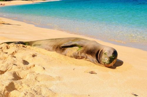 a seal laying on the sand on the beach at Kalani Hawaii Private Lodging in Pupukea