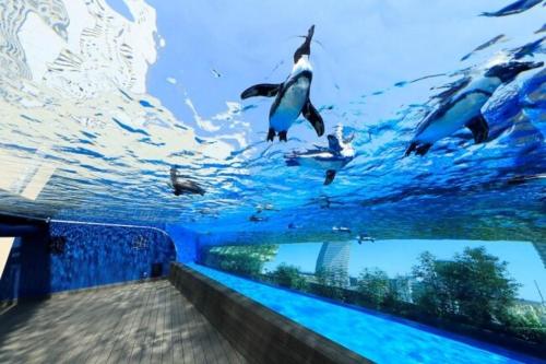 a group of penguins swimming in the water at Y's INN Tsutusji 014T in Tokyo