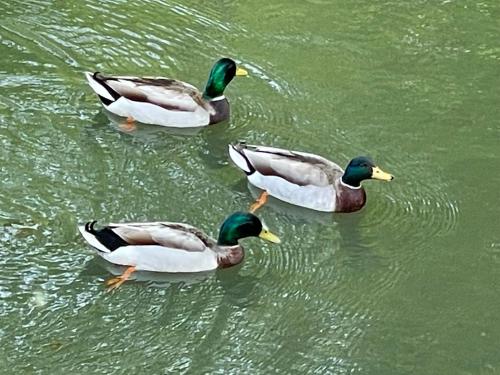 three ducks swimming in a body of water at STAIRS OPTIONAL! Lakefront! Pool! On Water! Convenient Fishing! in Osage Beach