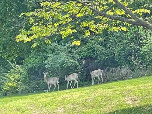 three deer walking in the grass in a field at STAIRS OPTIONAL! Lakefront! Pool! On Water! Convenient Fishing! in Osage Beach