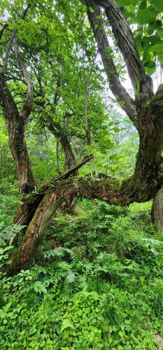 an uprooting tree in the middle of a field at Ailyak Stays and Cafe, Shoja, Jibhi in Shoja