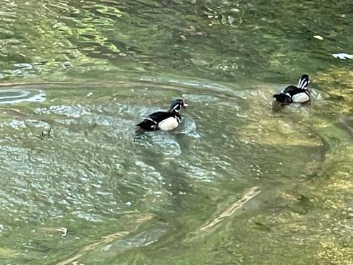 two ducks swimming in a body of water at STAIRS OPTIONAL! Lakefront! Pool! On Water! Convenient Fishing! in Osage Beach