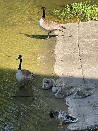 a group of ducks and their babies in the water at STAIRS OPTIONAL! Lakefront! Pool! On Water! Convenient Fishing! in Osage Beach