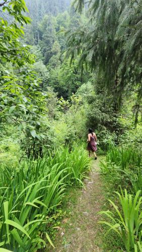 a woman walking down a trail in a forest at Ailyak Stays and Cafe, Shoja, Jibhi in Shoja