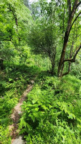 a dirt trail in a green forest with trees at Ailyak Stays and Cafe, Shoja, Jibhi in Shoja