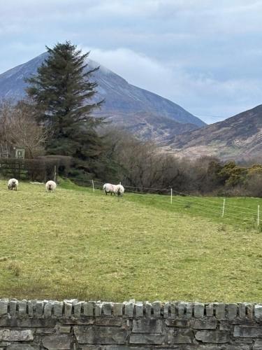 three sheep grazing in a field with mountains in the background at Town House Creeslough in Creeslough