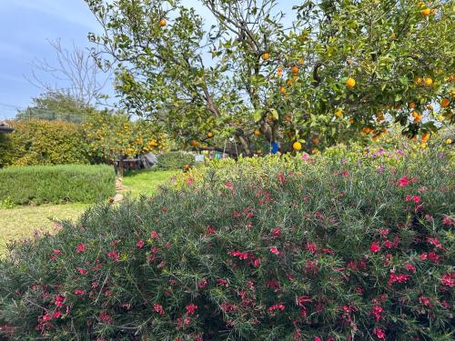 a garden with a bunch of flowers and an orange tree at La Casetta di Lollò in Aci SantʼAntonio