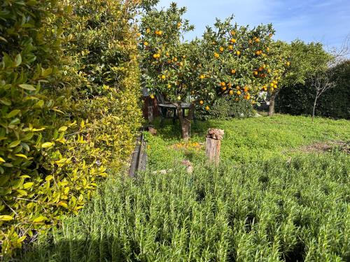 a garden with orange trees in the background at La Casetta di Lollò in Aci SantʼAntonio