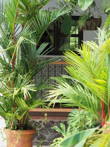 a group of plants in front of a bird cage at Hacienda Las Vainillas Boutique Hotel in Mastatal