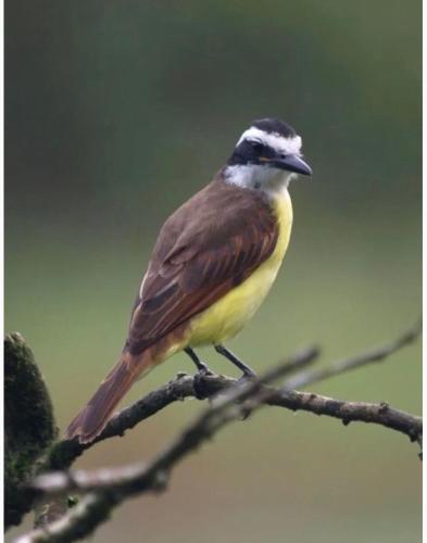 a bird perched on top of a tree branch at Hacienda Las Vainillas Boutique Hotel in Mastatal