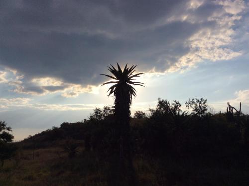 a palm tree in front of a cloudy sky at Klein Paradys Lodge - Polokwane in Polokwane
