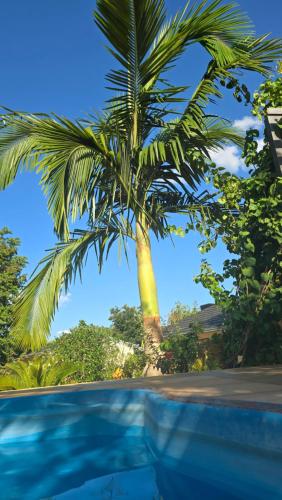 a palm tree standing next to a swimming pool at El Jardín Secreto in Trinidad