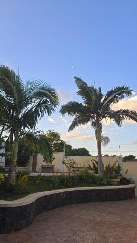 a group of palm trees in a park at El Jardín Secreto in Trinidad