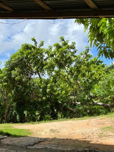 a large tree in the middle of a field at Apartamento Media Luna in Cabrera
