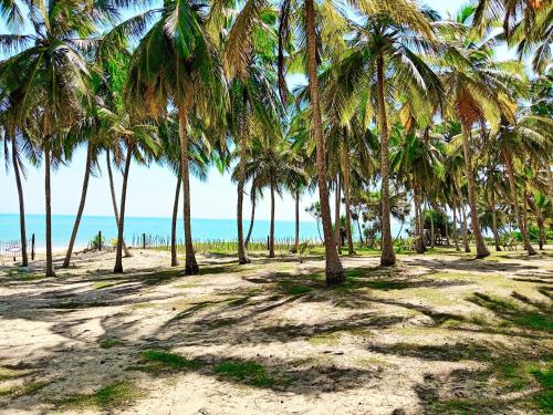 a group of palm trees on a beach at Helios Beach Resort in Tangalle
