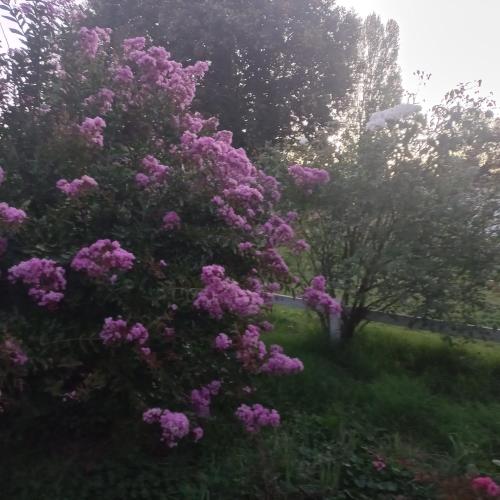 a tree with purple flowers in a yard at Villa Rosa House in Pinto