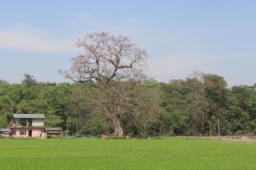 a tree in the middle of a field with a house at Hong Qi Hotel in Chitwan